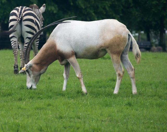 Fota Wildlife Park